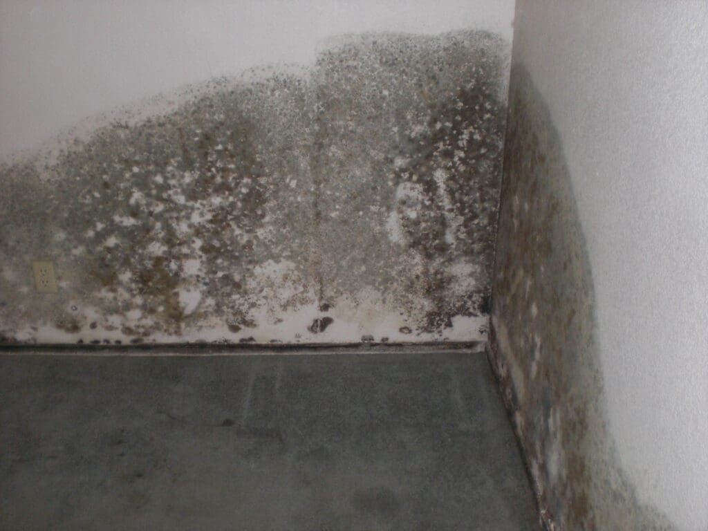 black mold on wall.