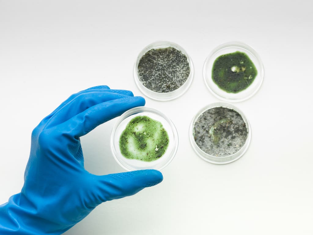 mold samples are in 4 petri dishes.