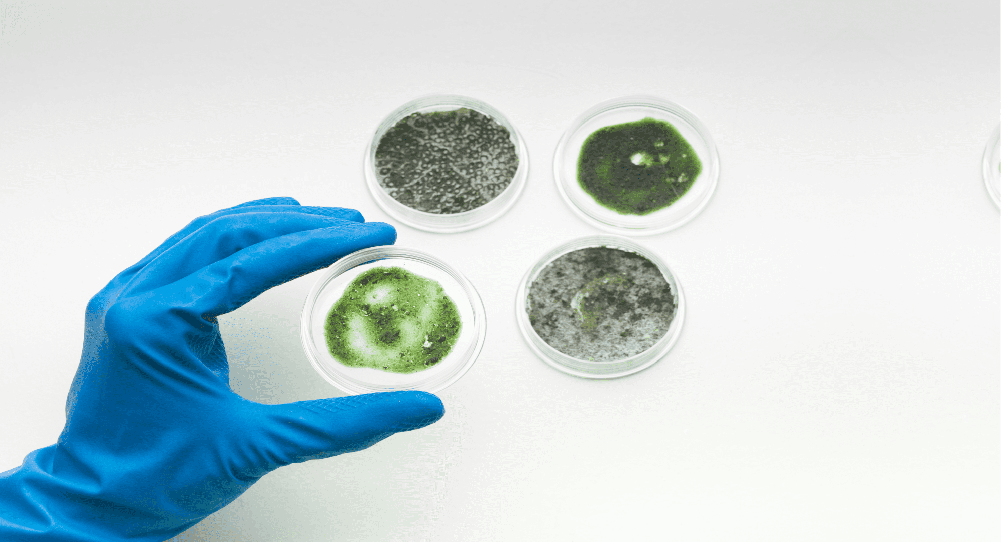 close shot of a hand holding a vile filled with mold and three other types of viles on a white surface, seems like mold testing is in progress.