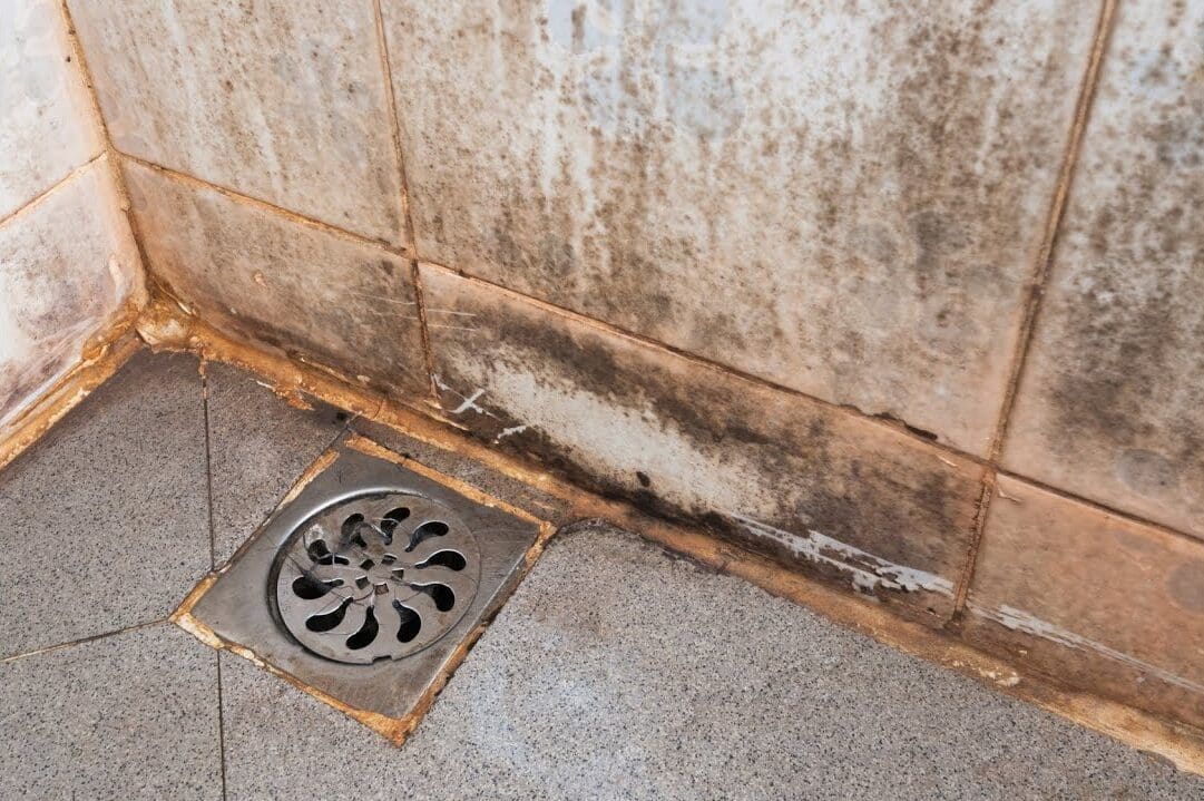 mold around drainage pipes in bathroom.