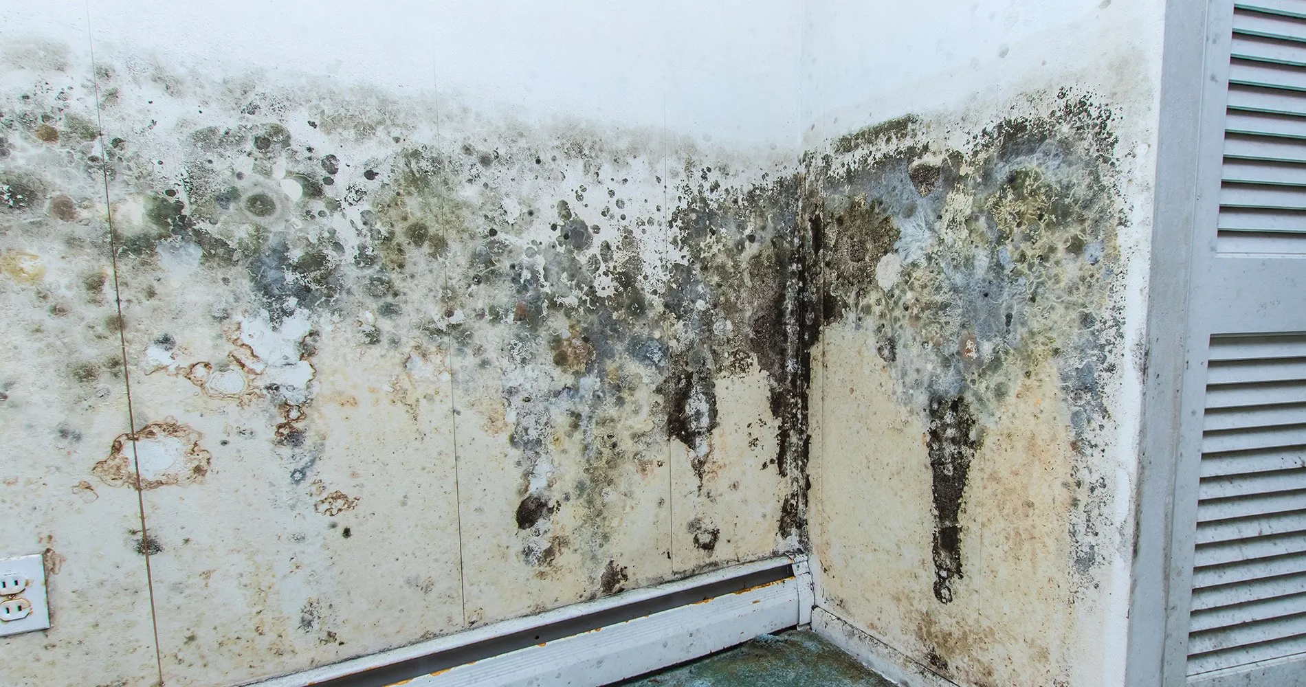 wall badly damaged by mold.